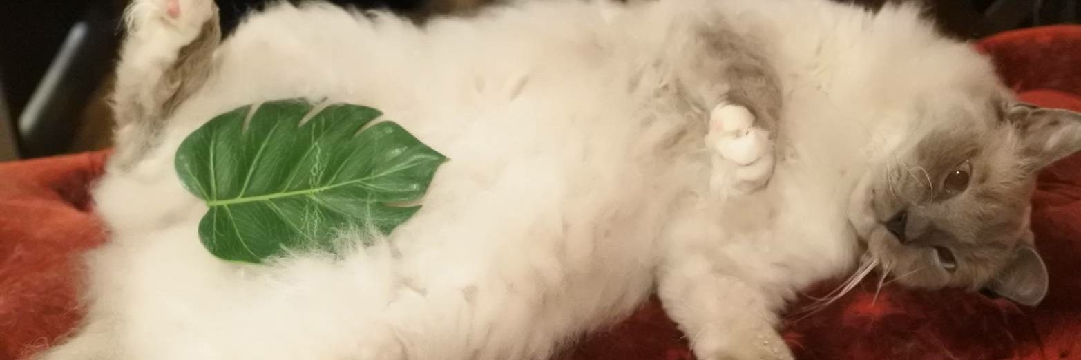 猫カフェ猫音's banner