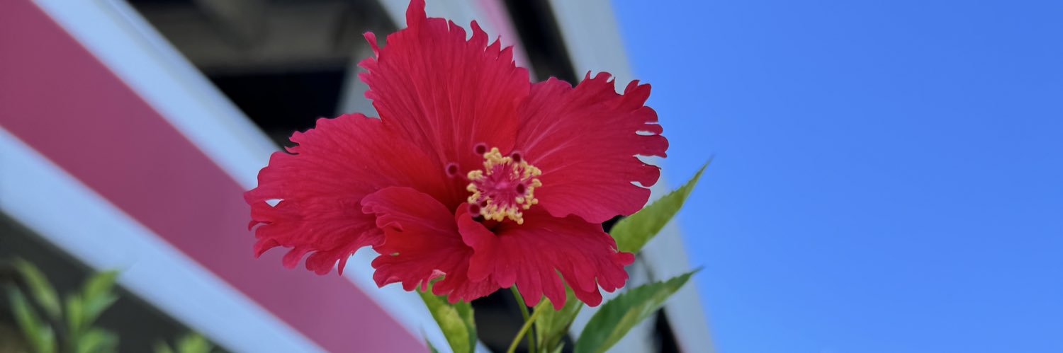 グレイト・プレ・善太🌺👆💫's banner