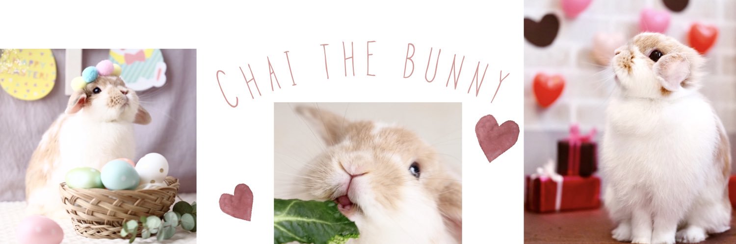 うさぎのチャイ's banner