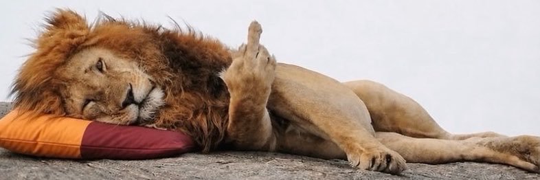 Gamze 🦁's banner