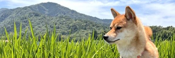 さくらゆき【】's banner