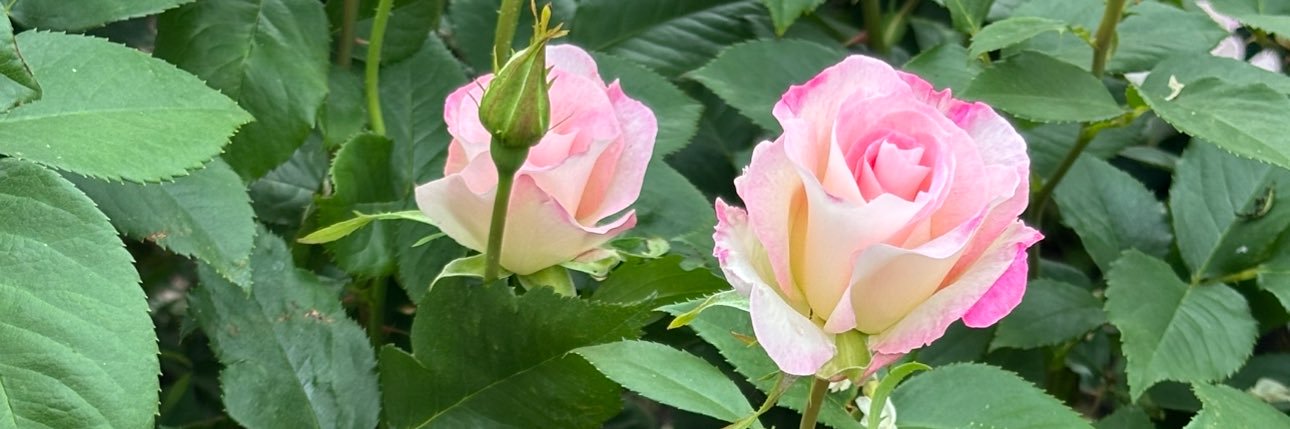 調布さん's banner