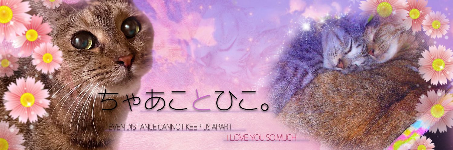 ちゃあこ's banner
