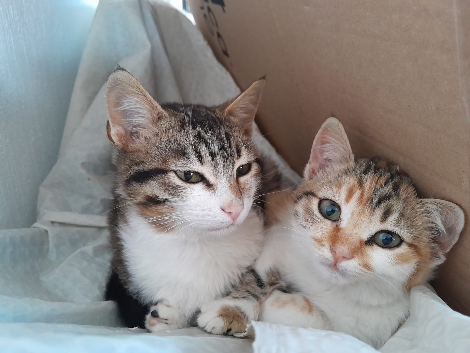 3 Miyavşörler😸😽😻's banner