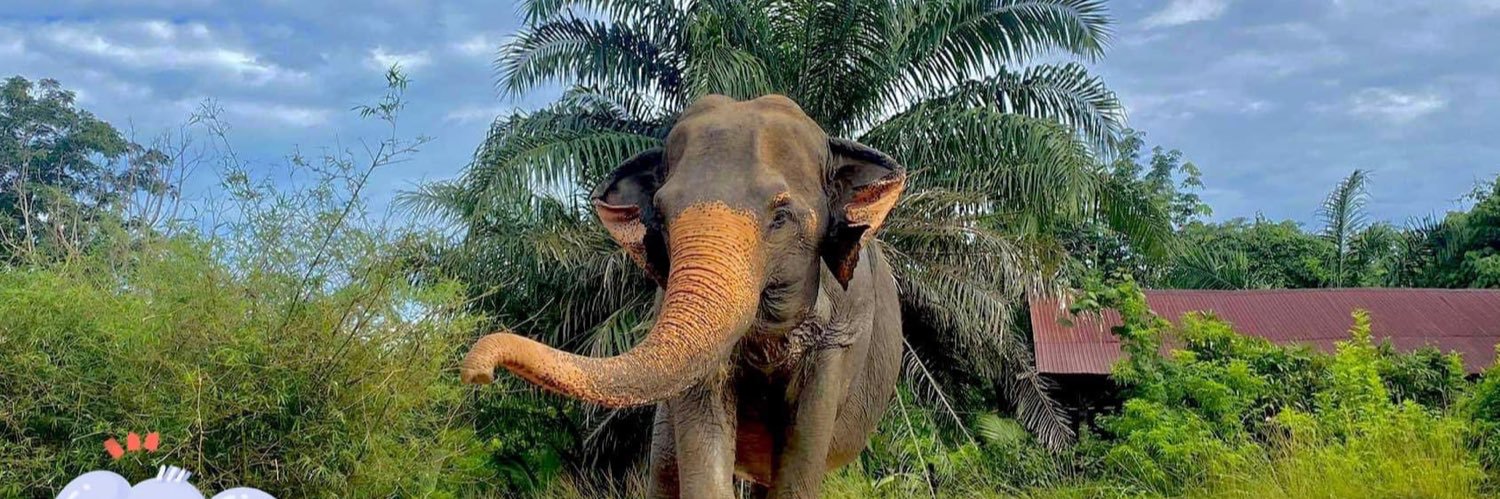 ช้างพังยายแสงดาว พังยายจันดี🐘🐘's banner