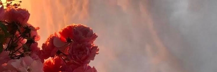 Caro Huerta 🌼's banner