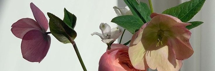 ciza's banner