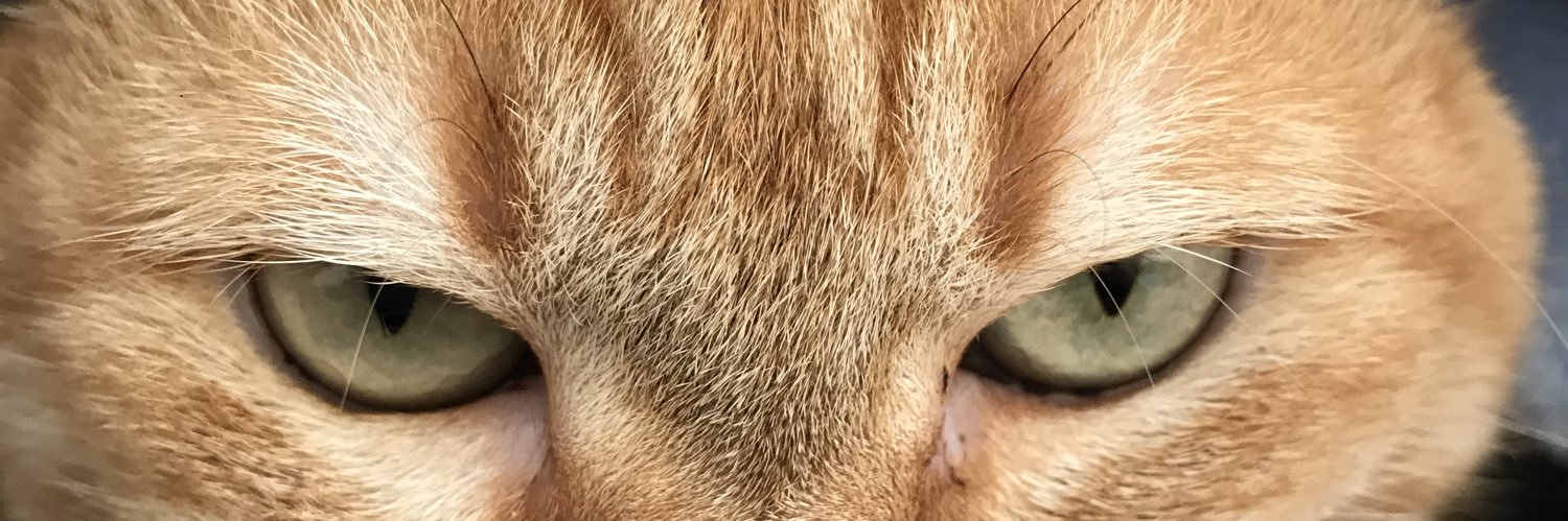 すずつむふう【我が家の可愛い猫’s】's banner