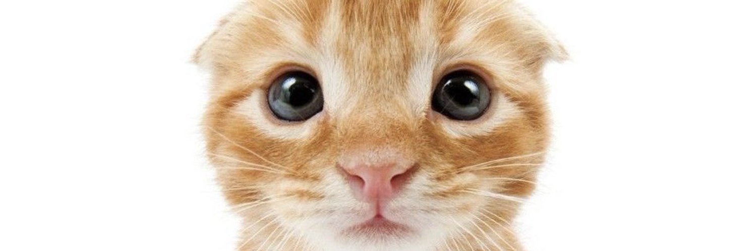 gatos fazendo gatices's banner