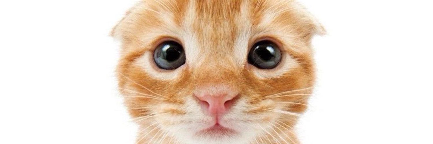 gatos fazendo gatices's banner