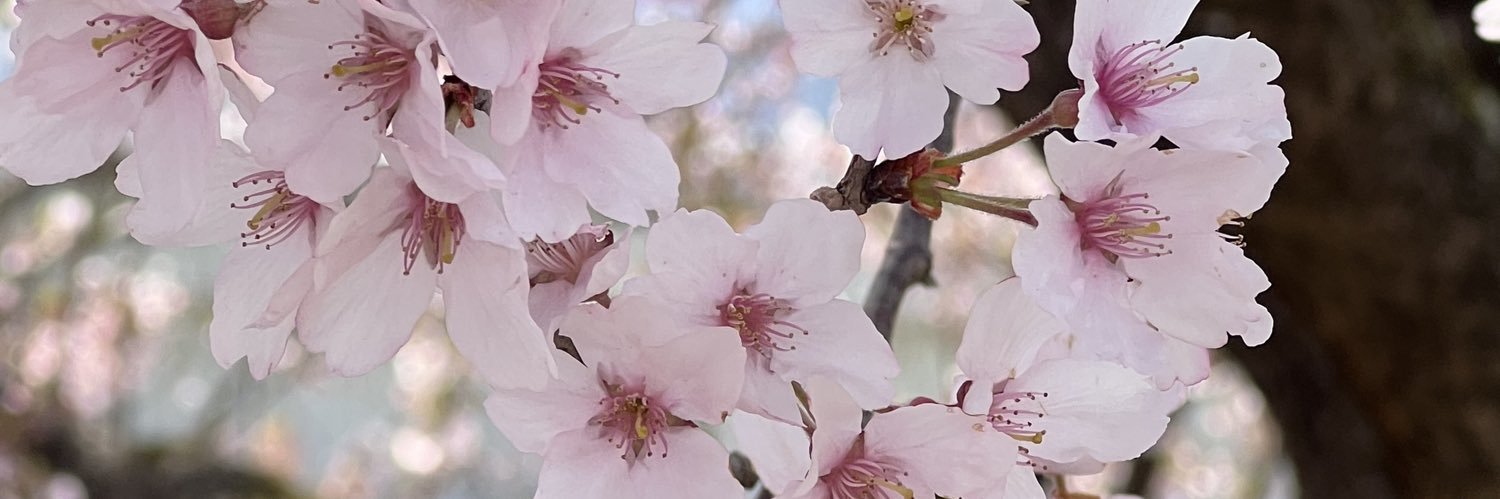 🌸サクラ🌸田舎主婦の裏側's banner