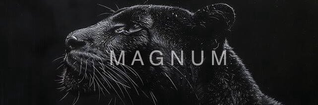 Bi MAGNUM ⚙️'s banner