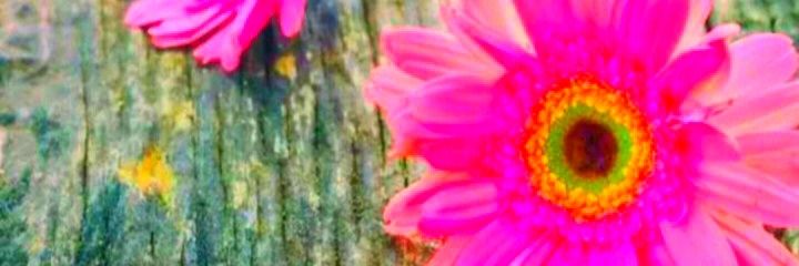 View.'s banner