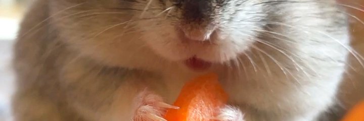ハムオの部屋's banner