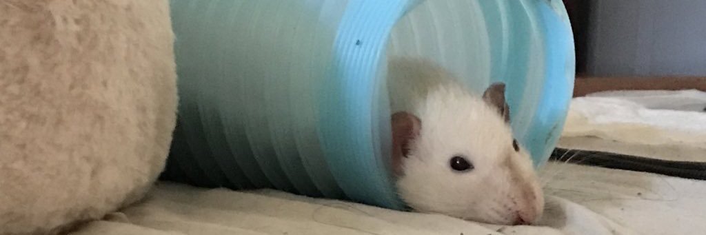 雷と春眠の飼い主's banner