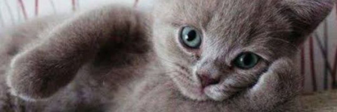 gatinho 𓃠's banner