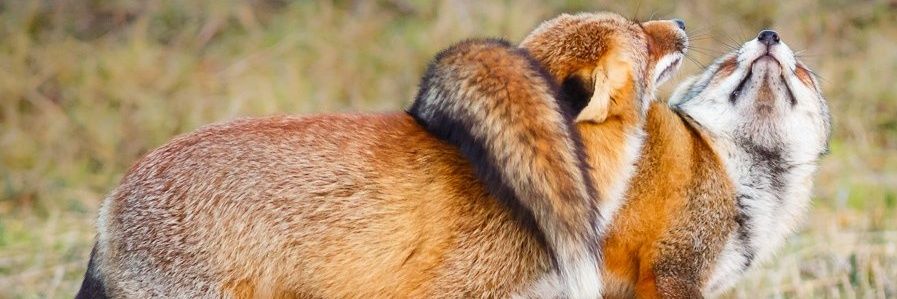 🦊🦊's banner