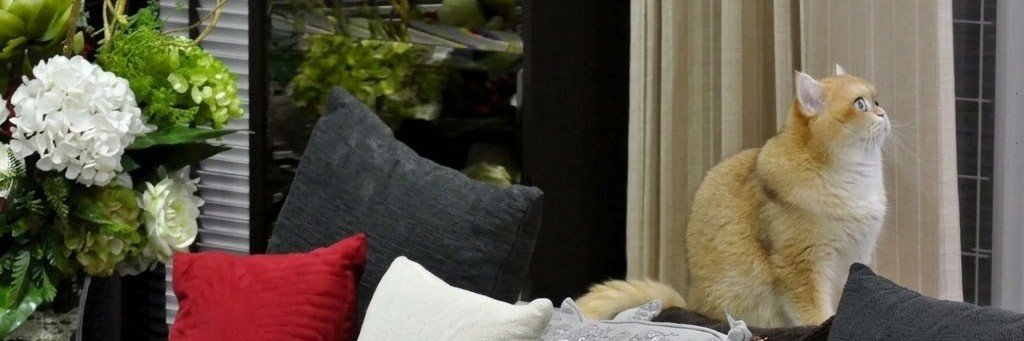 Kat` ปุก้า ••'s banner