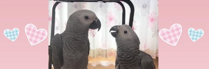 ヨウムのおっぽ☆'s banner
