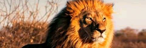 Favorito 🦁's banner