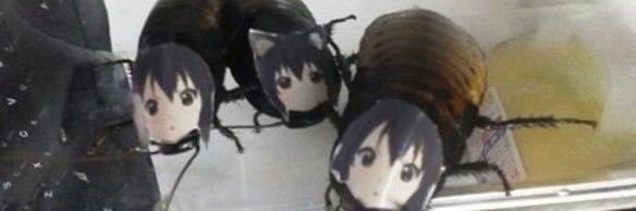 trad wife's banner