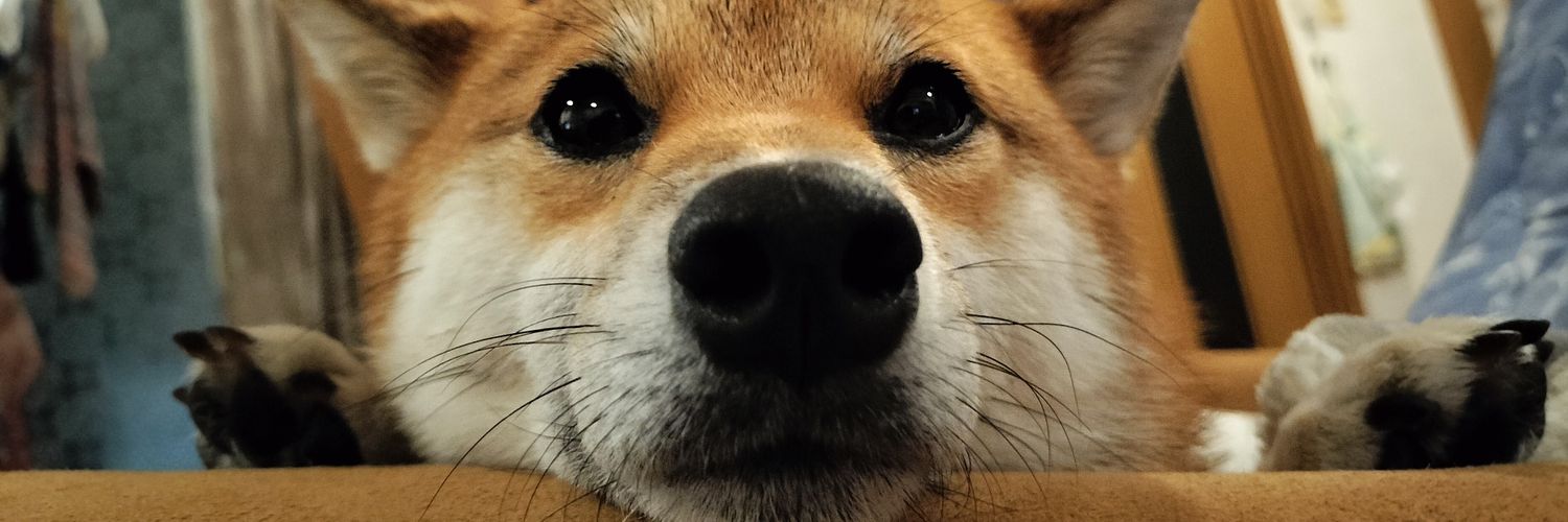柴犬なつめ's banner