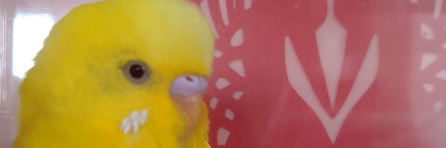 ぽぽちゃん🐣's banner
