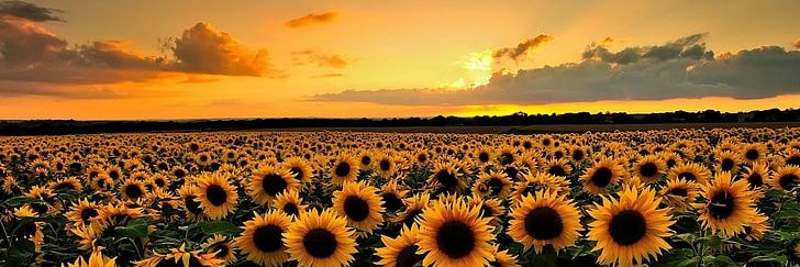 Nicole Bramhms 🌻's banner