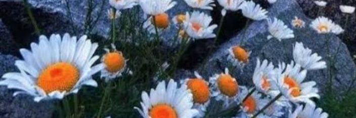 Beliz _BB45's banner
