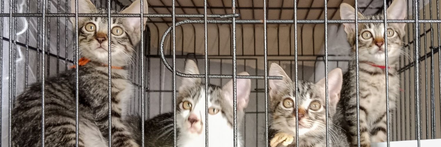 保護猫日記🐾's banner
