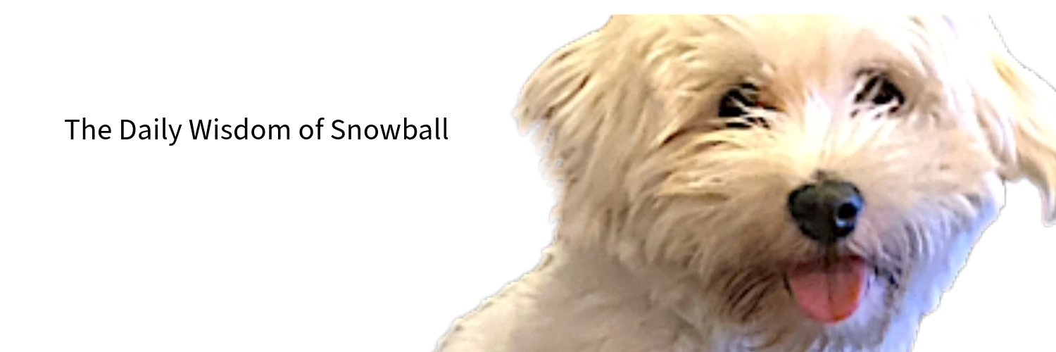 Havee Snowball Chu Chu's banner