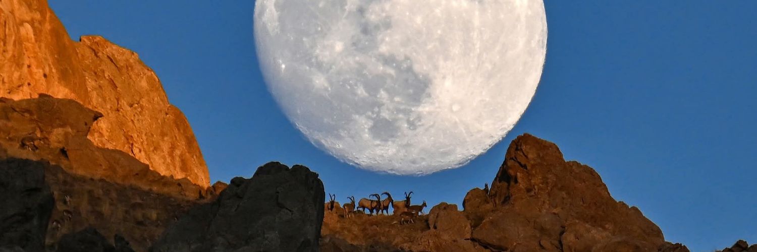 Ez şoreşgerim ✹'s banner