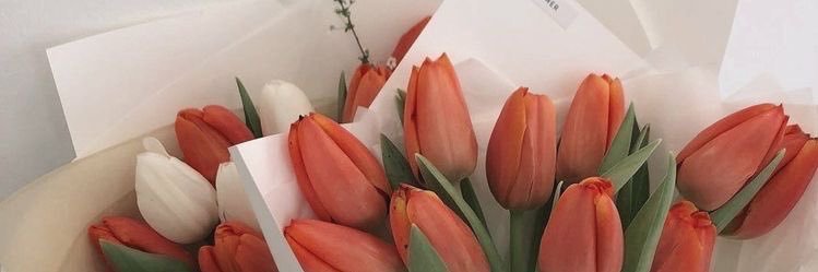 roses 🧚🏻‍♀️'s banner