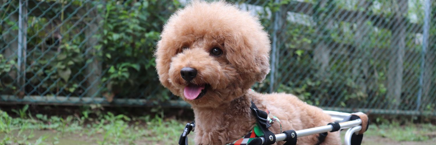 さくまる🐶車椅子トイプードル【さくパパ運営】's banner