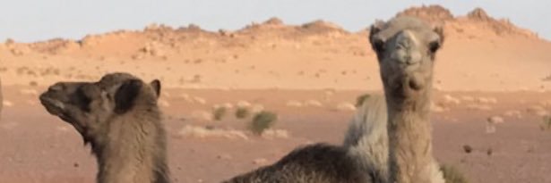 مطلق العنزي's banner