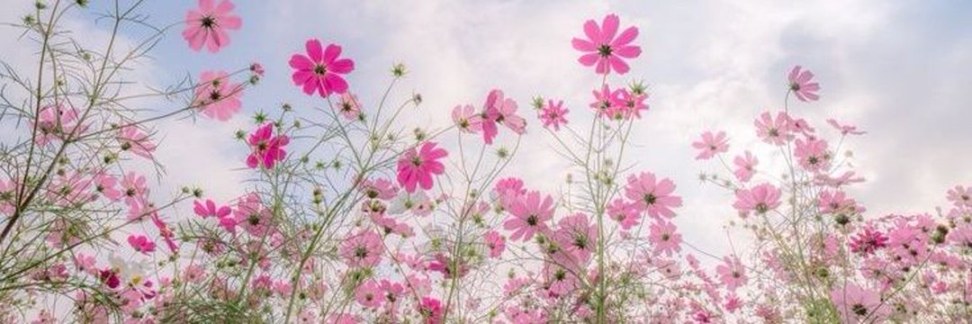 Flowers's banner
