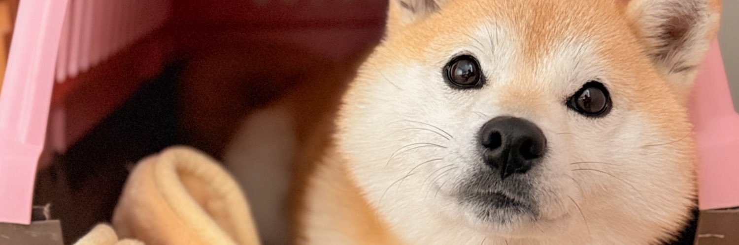 柴犬もも's banner