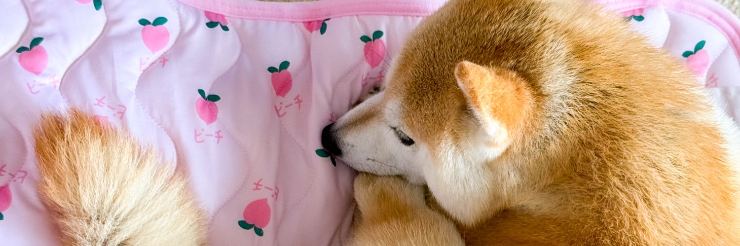 柴犬もも's banner
