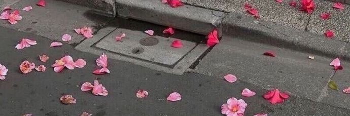 🌸's banner