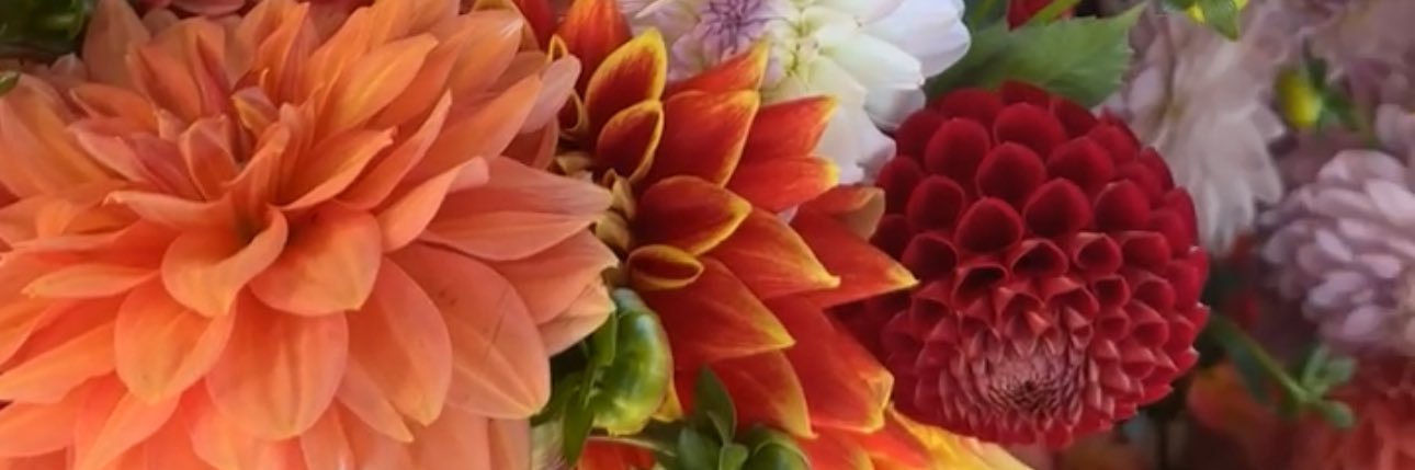 𝑮𝒆𝒏𝒂 𝑮𝒆𝒎🌺's banner