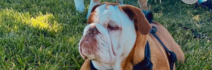 bulldog_lovers.club's banner