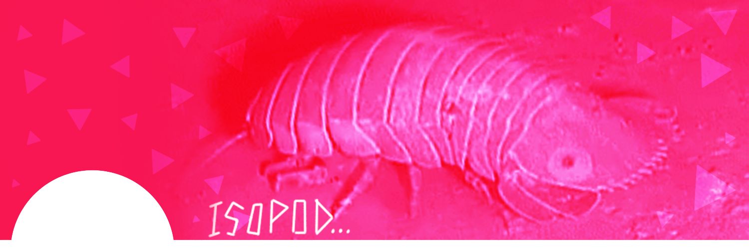 Bonphia 🐱🏖️'s banner