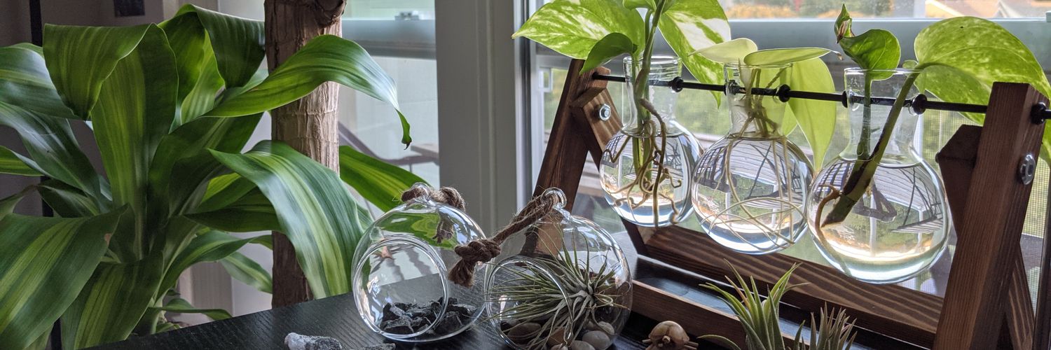 Houseplant Hobbyist's banner