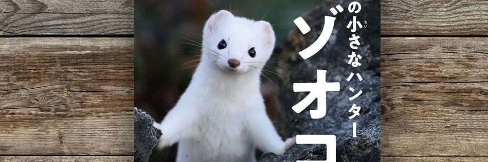 佐藤圭 Kei Sato｜動物写真家's banner