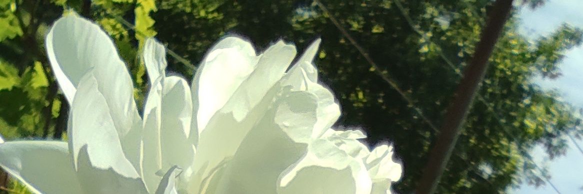 BrpSr's banner