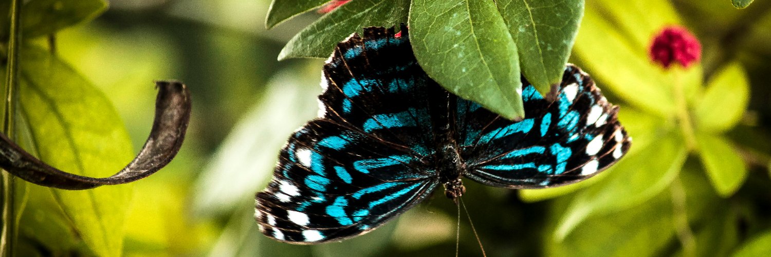 Nature Lumina's banner