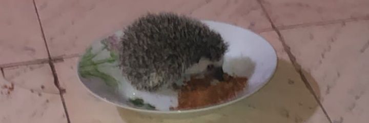 Noelia 🦔's banner