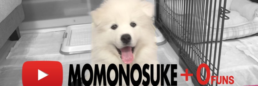 サモエドもものすけ🐻‍❄️🍑's banner