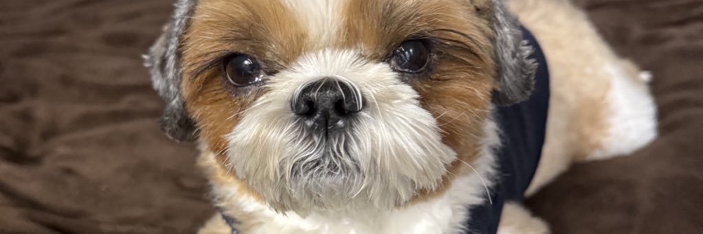 シーズーのメイくん。🐶's banner