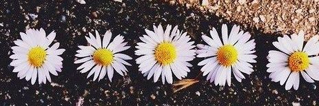 Carolina 🌼's banner